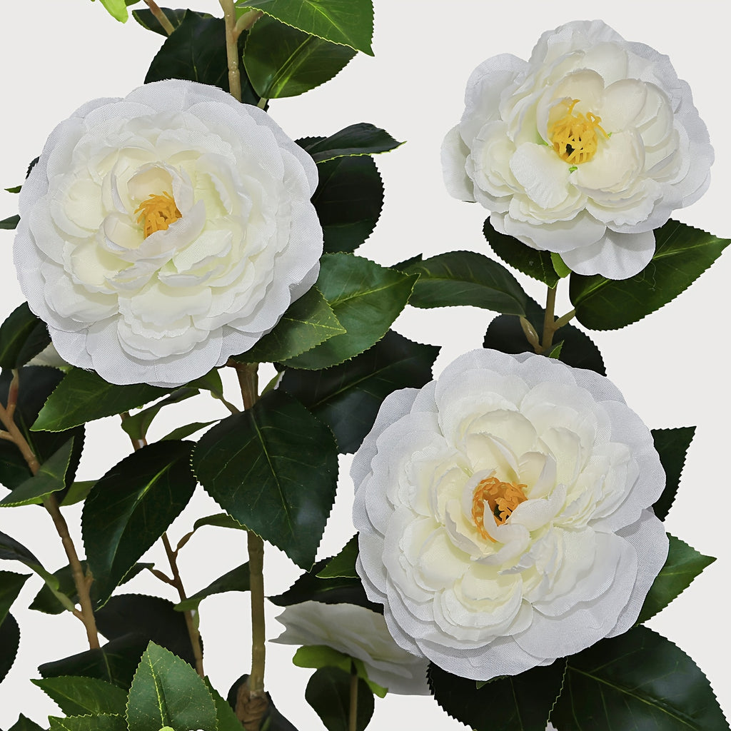 2-Pack White Camellia Trees 2-Pack 38\